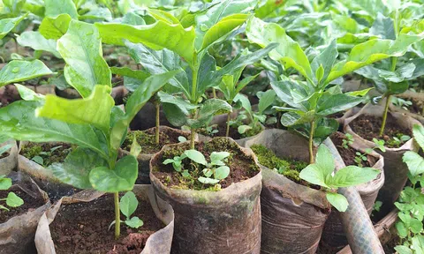Một đại hội khác biệt: Không nhận hoa, kêu gọi hỗ trợ Trang Chủ LC88.COM Link Mới 2026 Đăng Ký LC 88 phát triển cây trồng