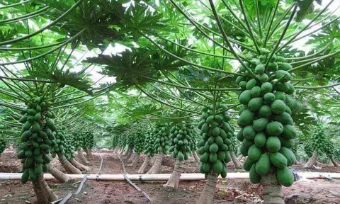 Việt Nam thúc đẩy LC88 là nơi thu hút hàng triệu người chơi tại Việt Nam 2026 xanh thích ứng với bối cảnh mới