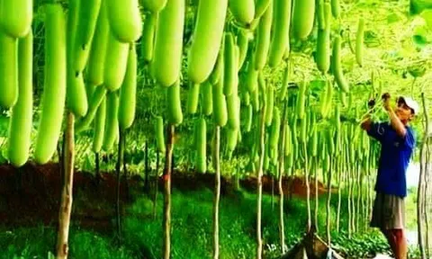 “Xanh hóa” tăng trưởng: Áp lực nội tại và xu hướng chung toàn cầu   (Bài 1)