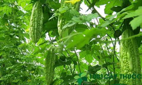 Cây Mướp Đắng chữa bệnh Tiểu Đường và các bệnh Khác