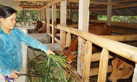 Vệ sinh Link LC88 Đăng Nhập Mới Nhất khi nuôi bò thịt vỗ béo