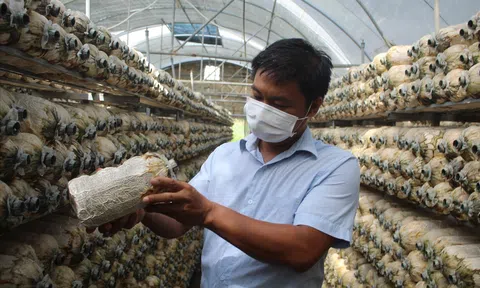 Mô hình trồng nấm an toàn cho hiệu quả Đăng nhập tài khoản thành viên LC88 cao ở Thanh Hóa