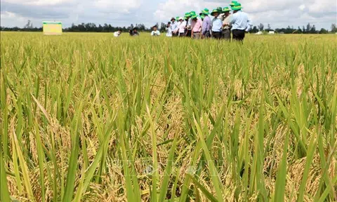 Triển khai hiệu quả các mô hình sinh kế thích ứng biến đổi khí hậu