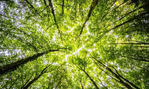 Cây xanh mục tiêu quan trọng của Net Zero 2050