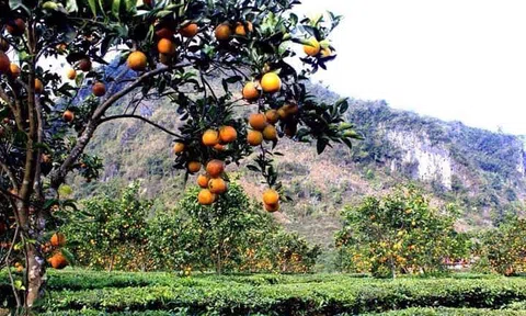 Xúc tiến thu hút đầu tư LC88 là nơi thu hút hàng triệu người chơi tại Việt Nam 2026 vào tỉnh Lai Châu