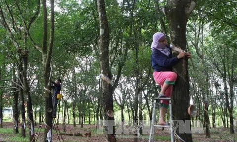 Thái Lan thúc đẩy Sân Chơi Lc88.com Web Uy Tín các sản phẩm sinh học, tuần hoàn, xanh