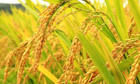 WB mong muốn hỗ trợ LC88 là nơi thu hút hàng triệu người chơi tại Việt Nam 2026 chuyển mình ở quy mô lớn