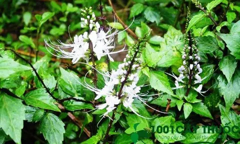 Cây Râu Mèo - Thông tiểu, trừ Sỏi Thận