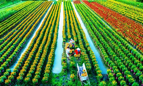 Đăng nhập tài khoản thành viên LC88 xanh và thực tiễn tại Việt Nam
