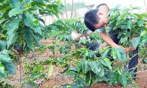 Nhu cầu Lc888.com link không chặn vi mô của các hộ trồng cà phê tại huyện Mai Sơn (Sơn La)