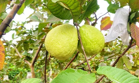 Hà Tĩnh: Cải thiện Đăng nhập tài khoản thành viên LC88 gia đình bằng trồng ổi Ba Cụp Kỳ Đồng