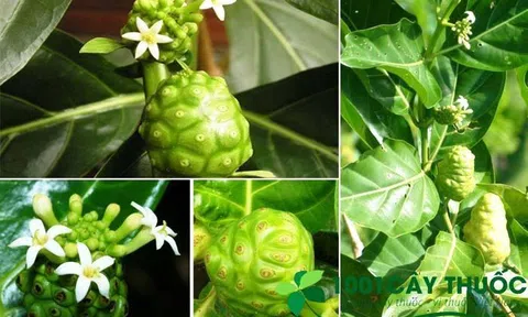 Cây Nhàu Và Những Công Dụng Kỳ Diệu