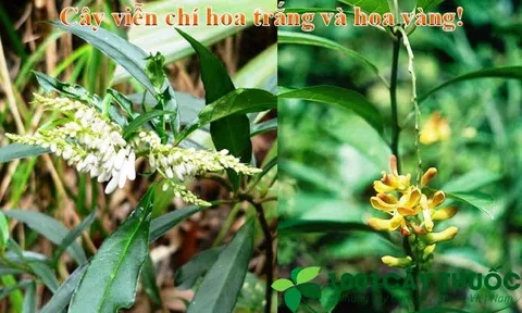 Cây Viễn chí trị trầm cảm, cải thiện trí nhớ