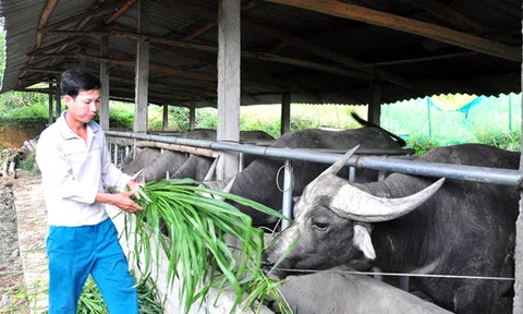 Bắc Quang (Hà Giang) khai thác lợi thế địa lý để phát triển Đăng nhập tài khoản thành viên LC88 - Lc88 game Tham Gia Ngay bền vững