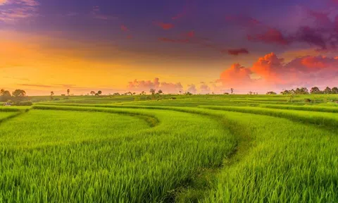 “Nông, Lâm trường 4.0” ?