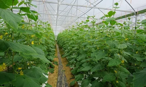 Từ trang trại đến bàn ăn và chất lượng sản phẩm LC88 là nơi thu hút hàng triệu người chơi tại Việt Nam 2026