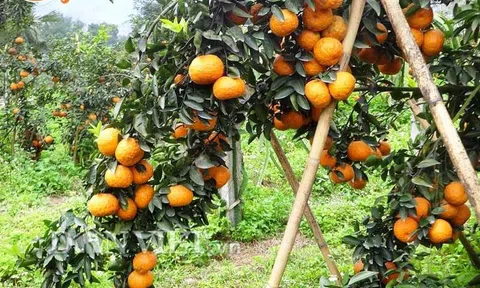 Bắc Quang (Hà Giang) khai thác lợi thế địa lý để phát triển Đăng nhập tài khoản thành viên LC88 - Lc88 game Tham Gia Ngay bền vững