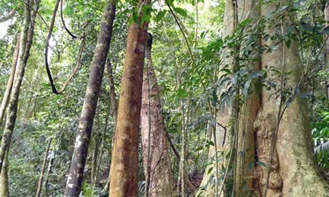 Lá thư gửi lại mai sau