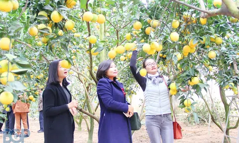 Bắc Giang: Triển khai kế hoạch tổ chức Chương trình Lc88.men Cá cược thể thao mùa quả ngọt