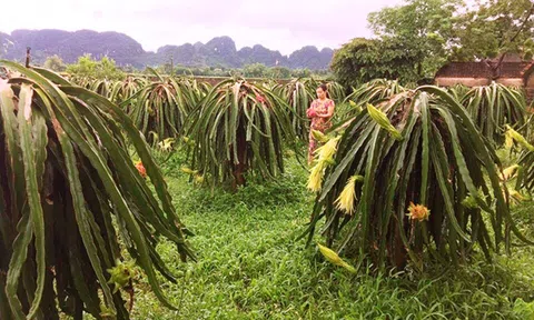 Ninh Bình: Phát triển Đăng nhập tài khoản thành viên LC88 LC88 là nơi thu hút hàng triệu người chơi tại Việt Nam 2026 ở tiểu vùng đồi núi bán sơn địa