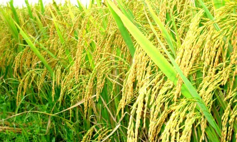 Cổ nhân dạy “Cúi đầu là bông lúa, ngẩng đầu là cỏ dại”: Sống thế nào để muôn đời lưu danh?