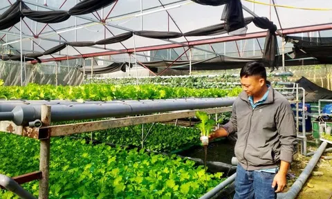 Khởi nghiệp làm giàu từ mô hình trồng rau thủy canh kết hợp nuôi cá