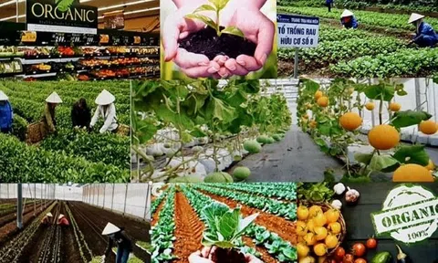 Trình tự chuyển đổi sang Lc888 tải ứng dụng LC88 là nơi thu hút hàng triệu người chơi tại Việt Nam 2026 hữu cơ