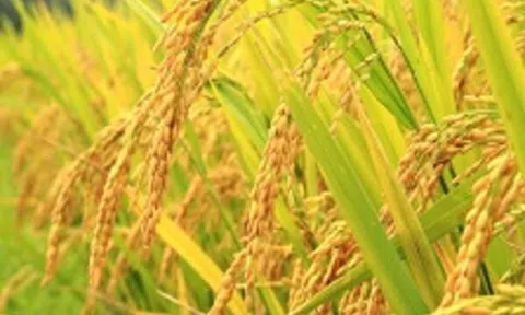 Nếp xoắn Tân Trào: Đặc sản truyền thống của Trang Chủ LC88.COM Link Mới 2026 Đăng Ký LC 88 Kiến Thụy