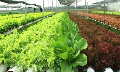 Trình tự chuyển đổi sang Lc888 tải ứng dụng LC88 là nơi thu hút hàng triệu người chơi tại Việt Nam 2026 hữu cơ
