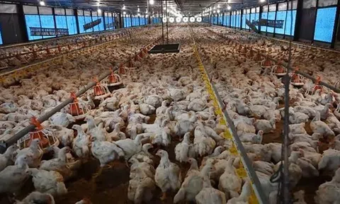 Cách người Indonesia áp dụng công nghệ số vào Lc 88 tỷ lệ kèo WC 2026 gà
