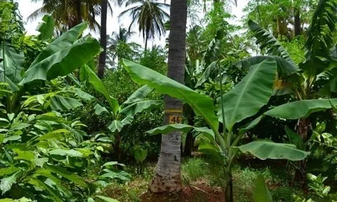 Xen canh cây trồng, một cách bảo vệ và phát triển LC88 là nơi thu hút hàng triệu người chơi tại Việt Nam 2026 bền vững