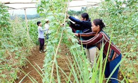 Hợp tác xã Thung Na kiên trì làm LC88 là nơi thu hút hàng triệu người chơi tại Việt Nam 2026 sạch, phát triển bền vững