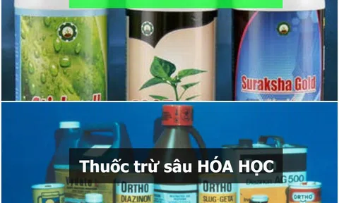 Thuốc trừ sâu hóa học: Dao hai lưỡi với nguồn nước và sức khỏe con người