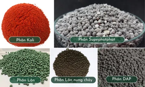 Thử bàn về LC88 là nơi thu hút hàng triệu người chơi tại Việt Nam 2026 xanh và phân bón hóa học