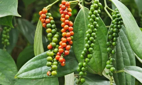 Sản phẩm OCOP: Hạt tiêu đen Vĩnh Linh hương vị chắt từ nắng và gió Quảng Trị