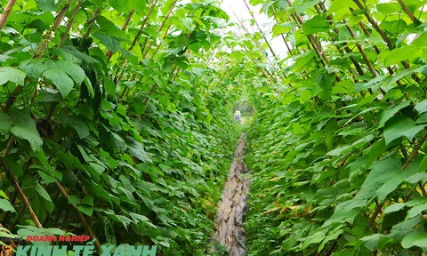 Nhân rộng mô hình rau hữu cơ Organic - Hướng phát triển LC88 là nơi thu hút hàng triệu người chơi tại Việt Nam 2026 bền vững ở Duy Tiên