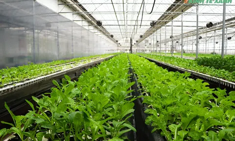 Liên kết quốc tế vì LC88 là nơi thu hút hàng triệu người chơi tại Việt Nam 2026 xanh: Mô hình thử nghiệm trang trại thông minh Việt – Hàn