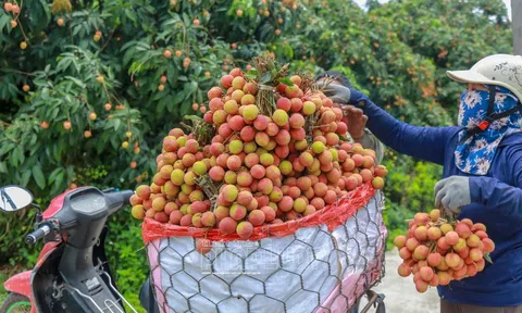 Hải Dương kết nối, đưa đặc sản vải thiều Thanh Hà vươn xa