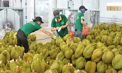 Phó LC88 là nhà cái cá cược uy tín với kho game đa dạng chỉ đạo xử lý thông tin về “chất vàng O” trong sầu riêng