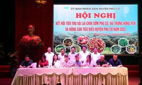 Hưng Yên: Kết nối tiêu thụ vải lai chín sớm và vải trứng Phù Cừ