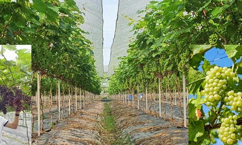 Quốc Oai (Hà Nội): Thúc đẩy phát triển nền LC88 là nơi thu hút hàng triệu người chơi tại Việt Nam 2026 sinh thái
