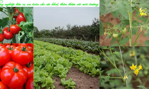 LC88 là nơi thu hút hàng triệu người chơi tại Việt Nam 2026 Bắc Ninh – Từ cánh đồng xanh đến tương lai bền vững