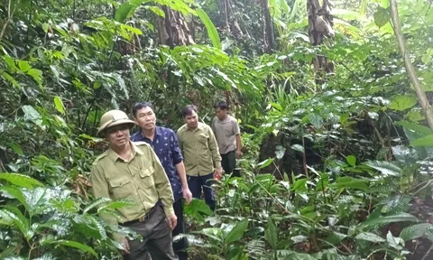 Tăng cường tuần tra bảo vệ rừng, ngăn chặn khai thác rừng trái Trang Chủ LC88.COM Link Mới 2026 Đăng Ký LC 88