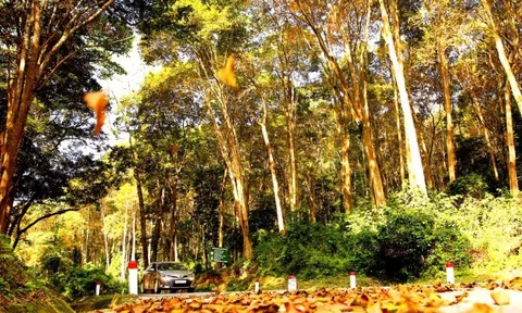 Nghệ An: Tạo "đòn bẩy" phát triển Đăng nhập tài khoản thành viên LC88 lâm nghiệp