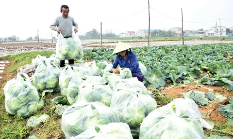 Nghệ An đặt mục tiêu cao nhất cho kế hoạch Lc888 tải ứng dụng vụ đông 2022