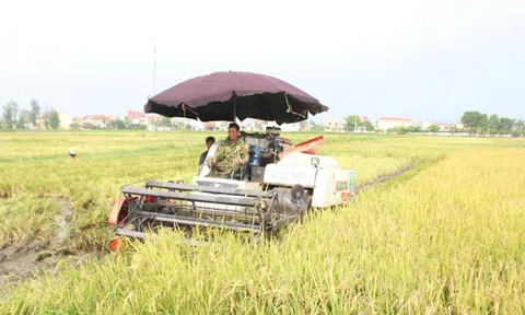 Quỳnh Lưu - Nghệ An: LC88 Được cấp phép bởi PAGCOR sớm lúa Hè thu để phòng tránh lụt, bão