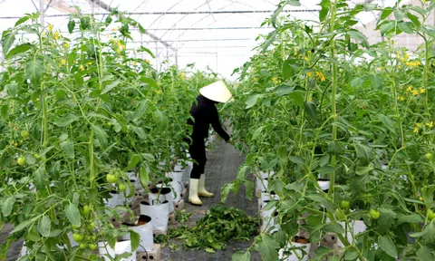 Nghệ An: Đẩy mạnh ứng dụng công nghệ cao vào Lc888 tải ứng dụng LC88 là nơi thu hút hàng triệu người chơi tại Việt Nam 2026