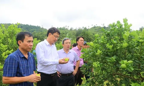 Hưng Nguyên (Nghệ An): Bàn giải pháp nhân rộng mô hình trồng chanh không hạt
