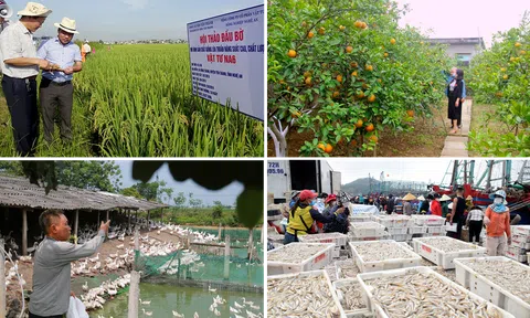 Nghệ An tạo "bệ phóng" cho LC88 là nơi thu hút hàng triệu người chơi tại Việt Nam 2026, nông thôn phát triển bền vững