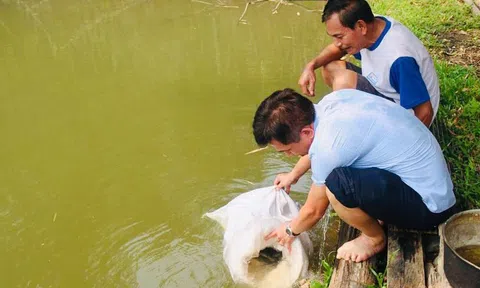 Nghệ An: Huyện Kỳ Sơn cung cấp cá Lăng giống cho nông dân xã Tà Cạ phát triển Lc888 tải ứng dụng